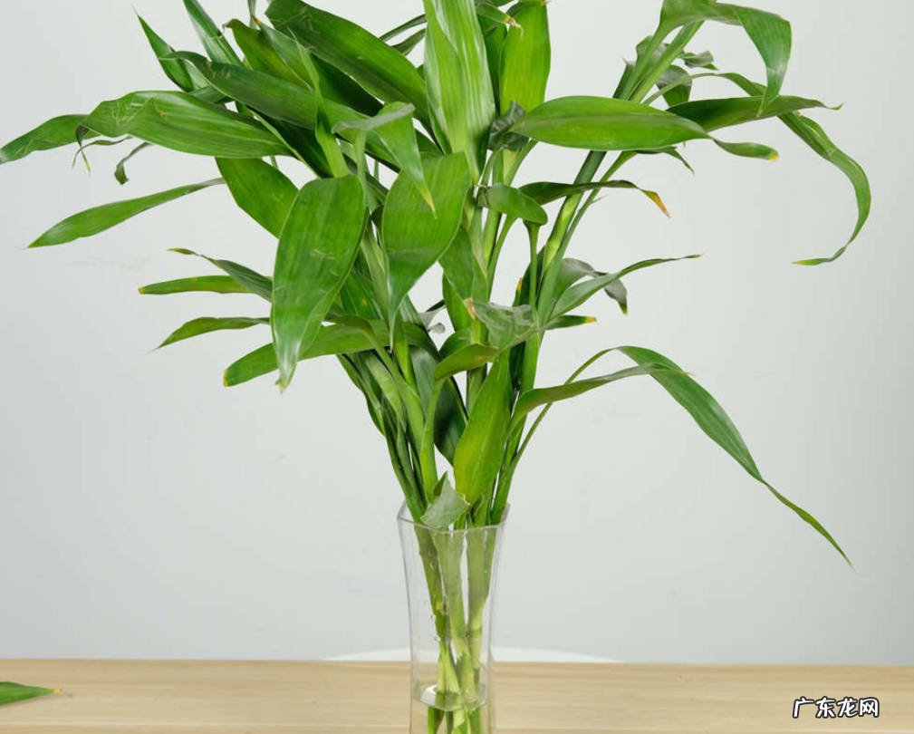 铜钱草 适合新手的水培花有哪些