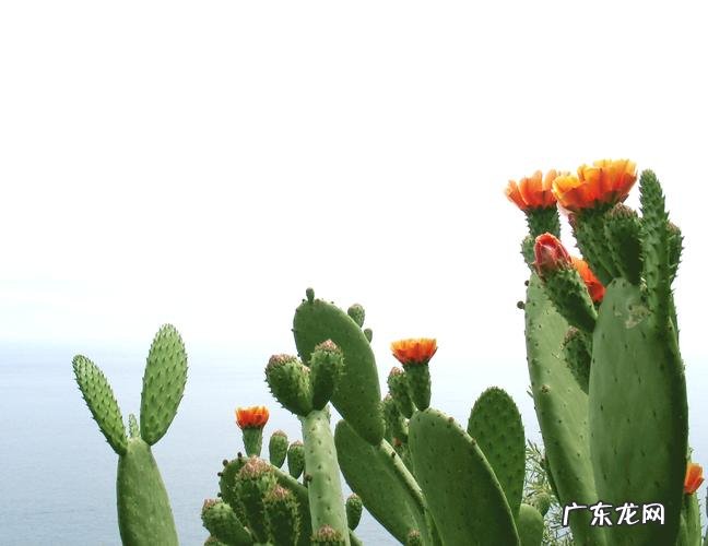吊兰 哪些花摆在室内好处多