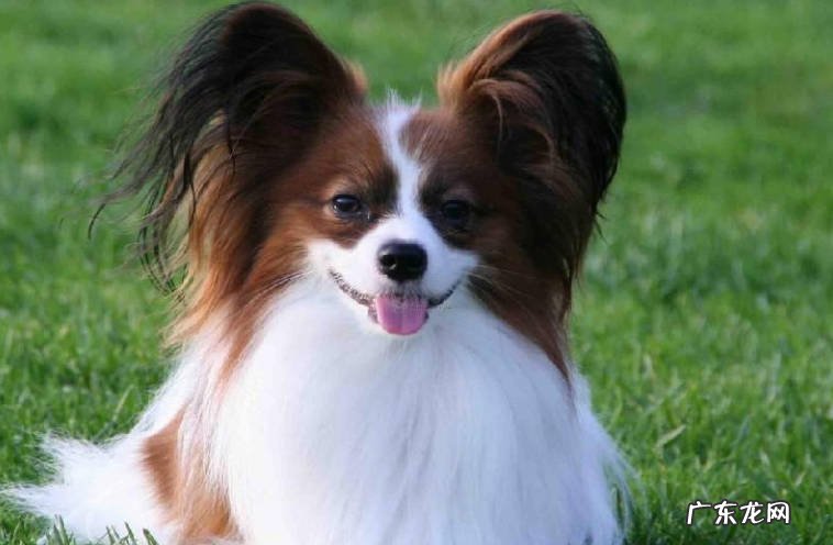 迷你腊肠犬 哪些品种的狗狗不掉毛体味轻