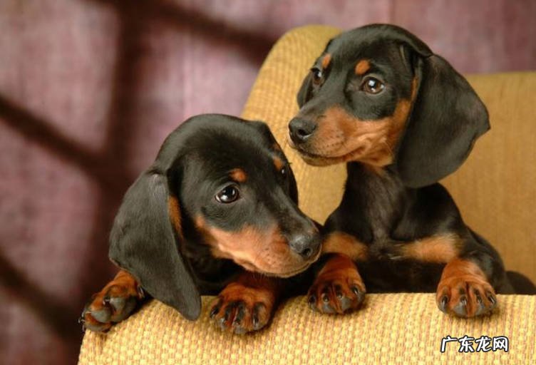 迷你腊肠犬 哪些品种的狗狗不掉毛体味轻