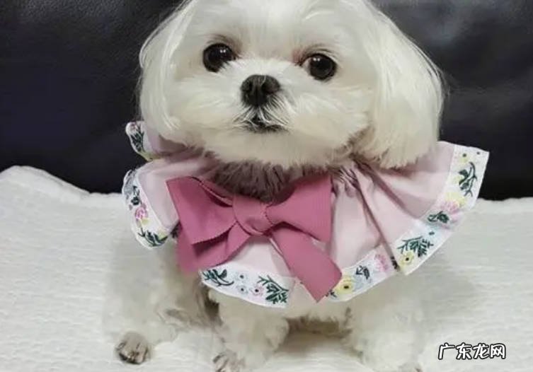 迷你腊肠犬 哪些品种的狗狗不掉毛体味轻