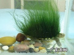 绿毛龟 我国名贵的乌龟品种有哪些