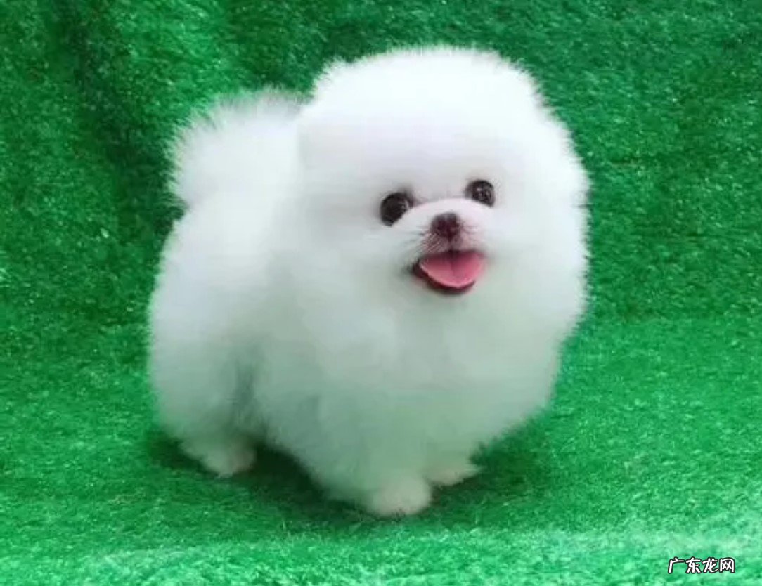 雪纳瑞 最值得养的狗狗品种有哪些