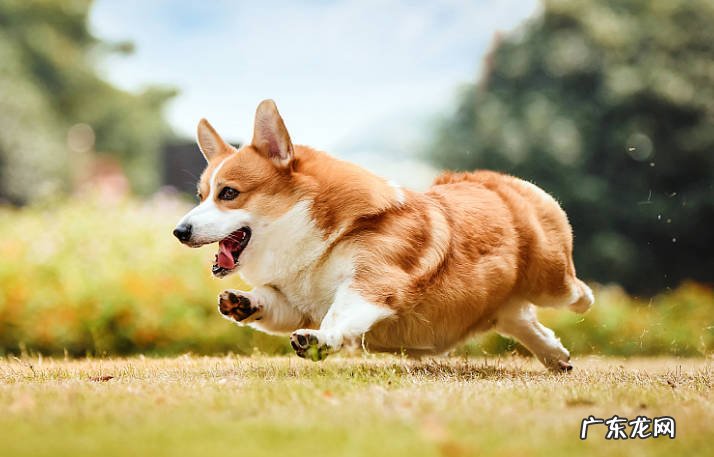 巴哥犬 哪些品种的狗狗销量最好