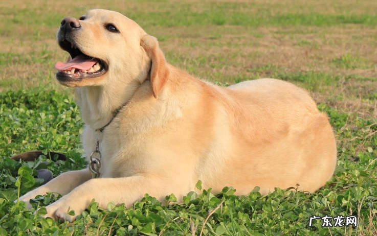巴哥犬 哪些品种的狗狗销量最好
