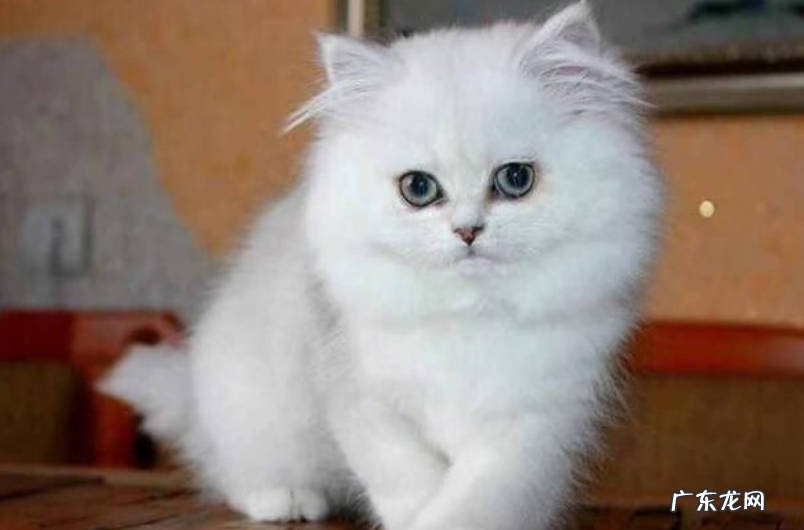 金吉拉猫 哪些宠物更适合女生饲养