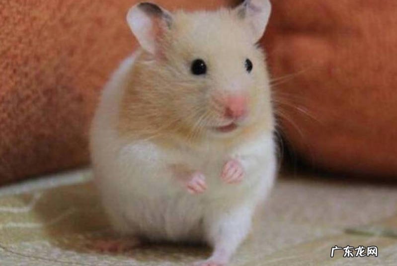 金吉拉猫 哪些宠物更适合女生饲养