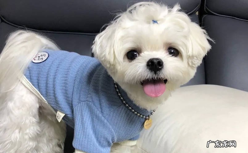 金吉拉猫 哪些宠物更适合女生饲养