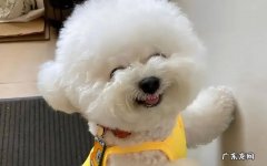 比熊 最值得养的小型犬有哪些