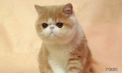 加菲猫 哪些品种的猫咪寿命短