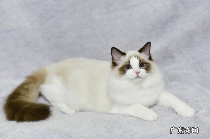 布偶猫 哪些品种的猫好养又听话
