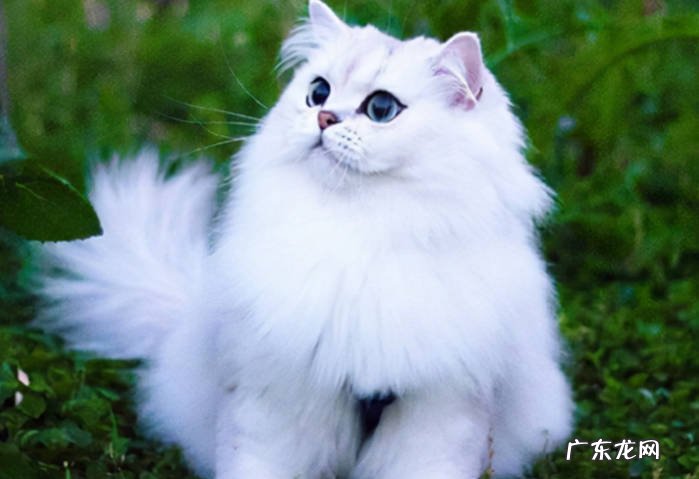 布偶猫 哪些品种的猫好养又听话