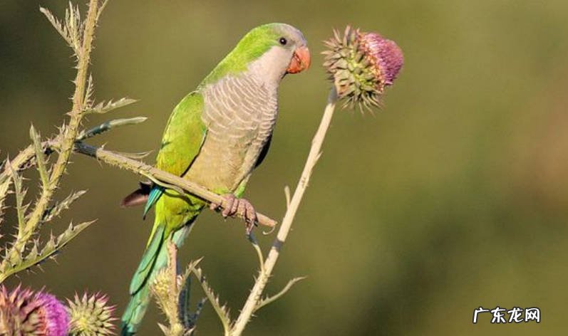 金刚鹦鹉 哪些品种的鹦鹉智商高