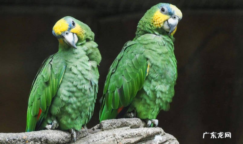 金刚鹦鹉 哪些品种的鹦鹉智商高