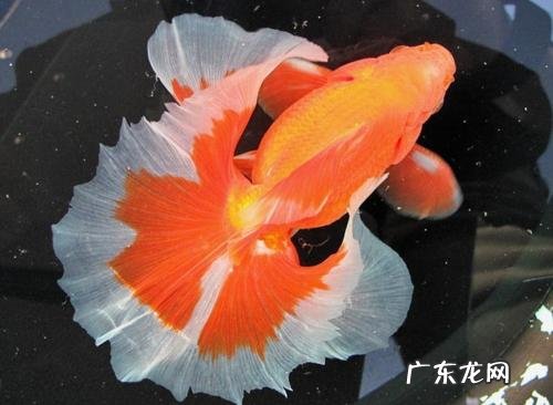 土佐金，望天球，鹅头红 难养的金鱼品种有哪些