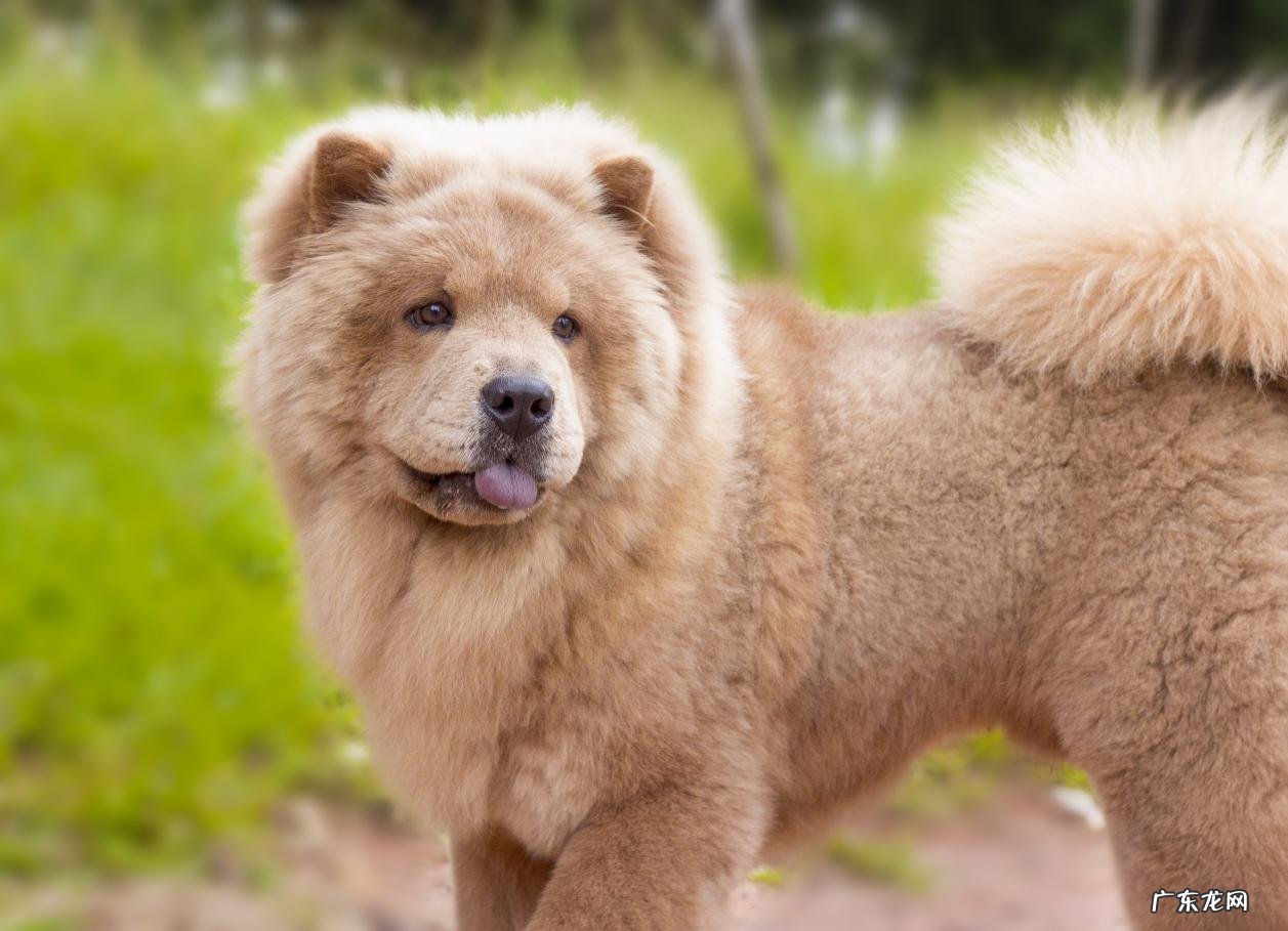 柴犬、秋田犬、松狮犬 省心又干净的狗狗有哪些