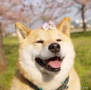 柴犬、秋田犬、松狮犬 省心又干净的狗狗有哪些