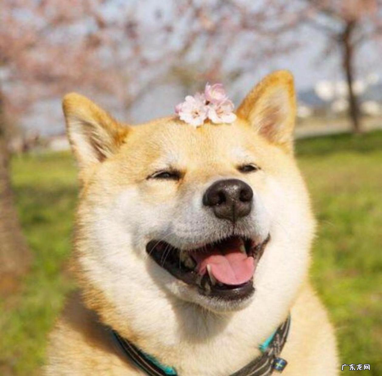 柴犬、秋田犬、松狮犬 省心又干净的狗狗有哪些