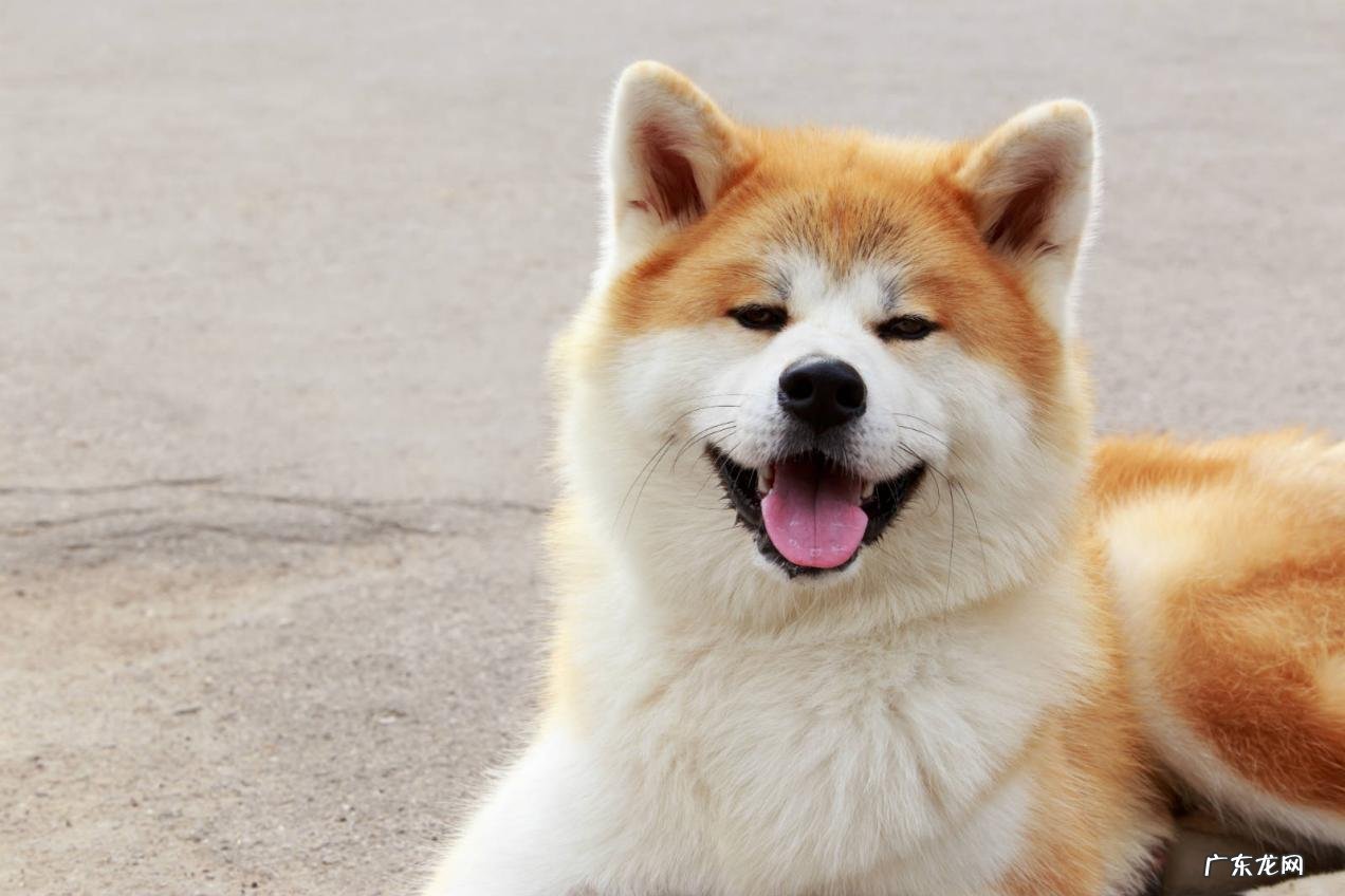 柴犬、秋田犬、松狮犬 省心又干净的狗狗有哪些