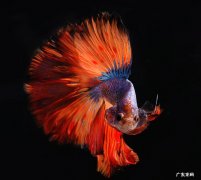 泰国虎鱼、龙鱼、招财猫 常见的大型观赏鱼有哪些