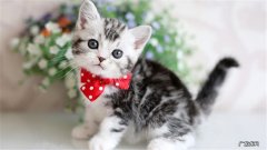 颜值、性格、体质 宠物猫和土猫的区别是什么