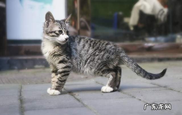 颜值、性格、体质 宠物猫和土猫的区别是什么