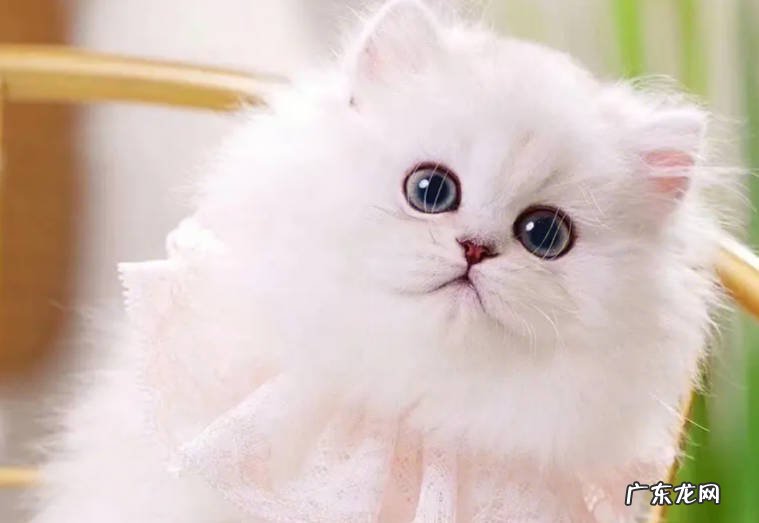 金吉拉猫,折耳猫、无毛猫 不能盲目入手的猫咪品种有哪些