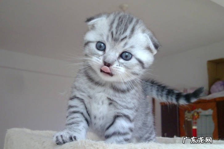 金吉拉猫,折耳猫、无毛猫 不能盲目入手的猫咪品种有哪些
