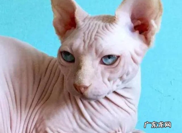 金吉拉猫,折耳猫、无毛猫 不能盲目入手的猫咪品种有哪些