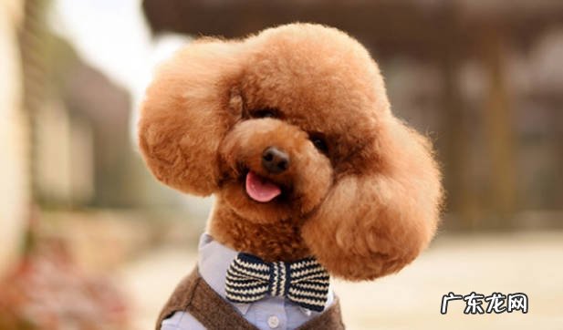 泰迪,土狗,巴哥犬 哪些品种的狗狗价优又好养