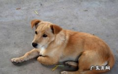 泰迪，土狗，巴哥犬 哪些品种的狗狗价优又好养