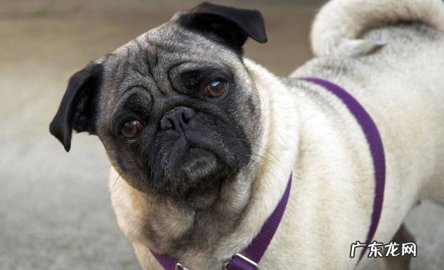 泰迪,土狗,巴哥犬 哪些品种的狗狗价优又好养