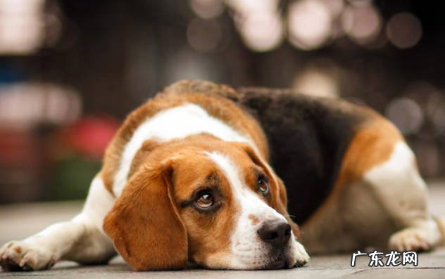 拉布拉多，金毛和比格犬 哪些狗狗如亲人般存在