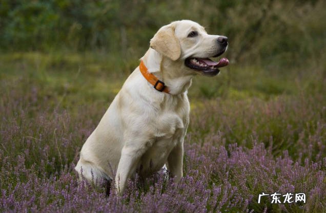 拉布拉多，金毛和比格犬 哪些狗狗如亲人般存在