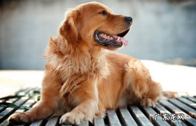 拉布拉多，金毛和比格犬 哪些狗狗如亲人般存在