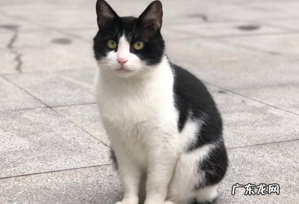 折耳猫,奶牛猫、波斯猫 哪些猫养了就想退货