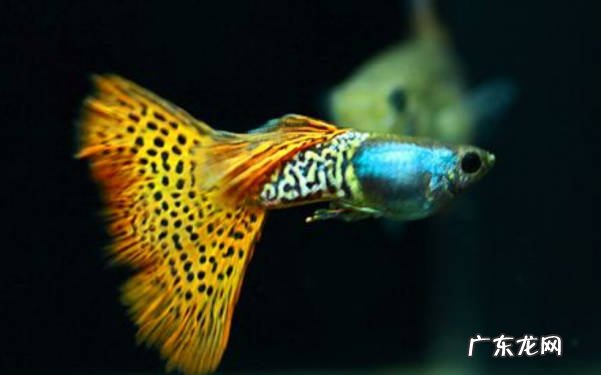 蓝曼龙、斑马鱼、孔雀鱼 哪些观赏鱼对新手很友好