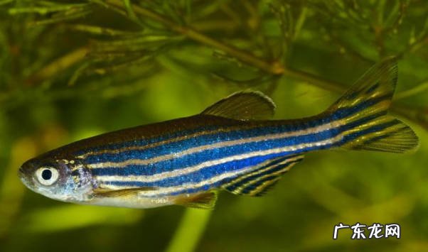 蓝曼龙、斑马鱼、孔雀鱼 哪些观赏鱼对新手很友好