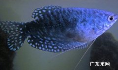 蓝曼龙、斑马鱼、孔雀鱼 哪些观赏鱼对新手很友好
