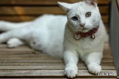 泰国御猫，孟加拉猫等 世界上最名贵的猫咪品种有哪些