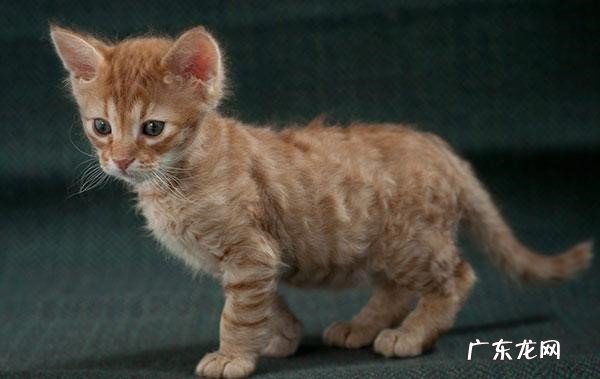 泰国御猫,孟加拉猫等 世界上最名贵的猫咪品种有哪些