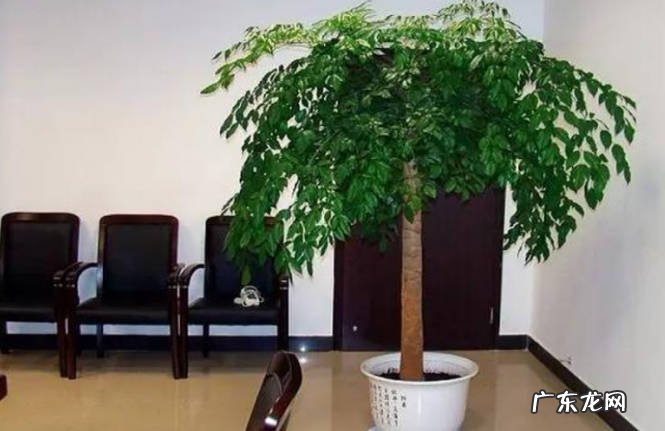 角度 家居植物风水摆放讲究什么