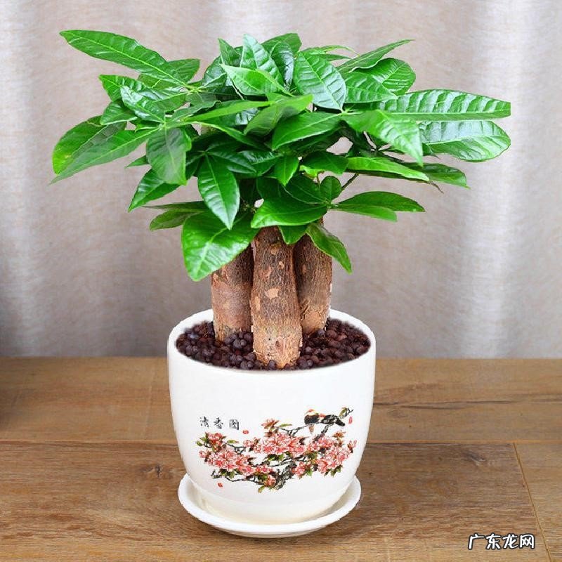 红掌 哪些植物越养越顺心