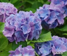 绣球花 哪些植物进入六月要勤浇水