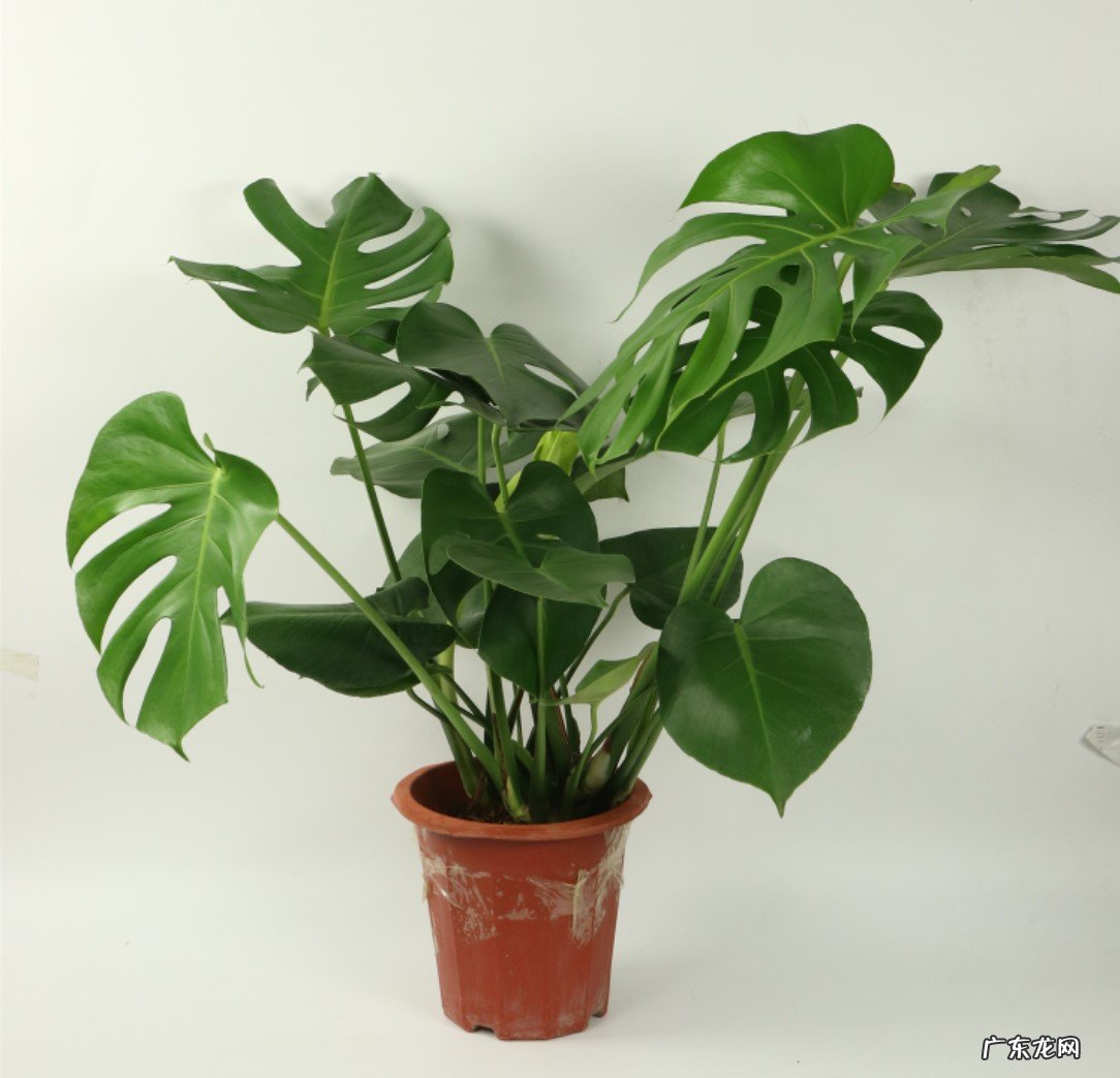 绣球花 哪些植物进入六月要勤浇水