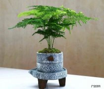 文竹 哪些绿植适合养在室内