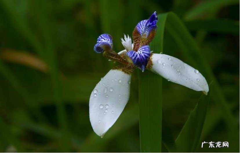 生长温度不合适 小花鸢尾兰为什么不开花