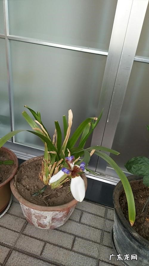 生长温度不合适 小花鸢尾兰为什么不开花