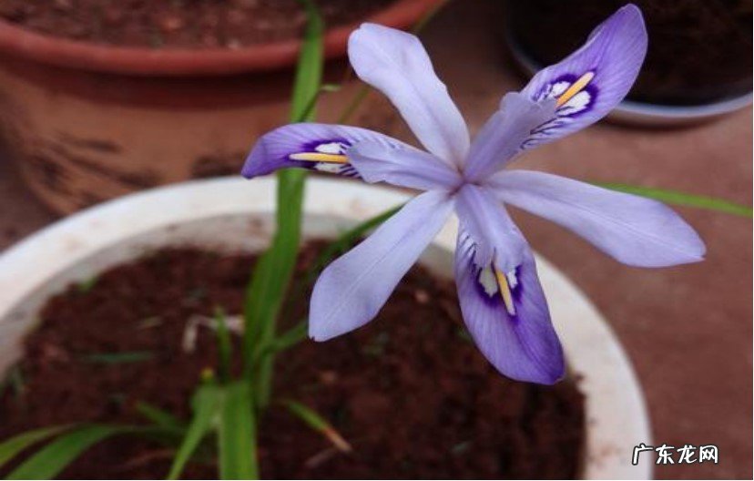 生长温度不合适 小花鸢尾兰为什么不开花