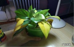 浇水过多 植物叶子发黄主要是什么原因